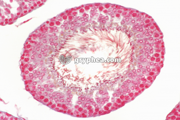 Tube séminifère dans un testicule de Rat CT x100 - gryphea.com